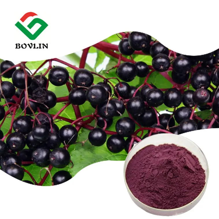 Supply Anthocyanins Elderberry Extract Powder Natural Spry Dried Black Elderberry Powder For Health Food