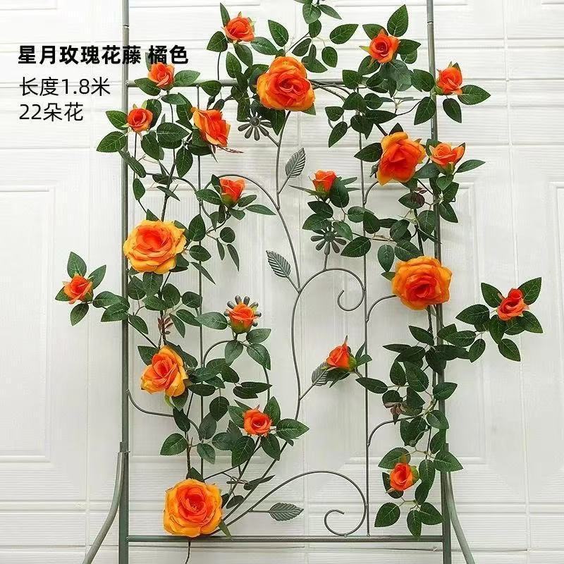 Vigne de rose de la déesse étoile lune - Orange