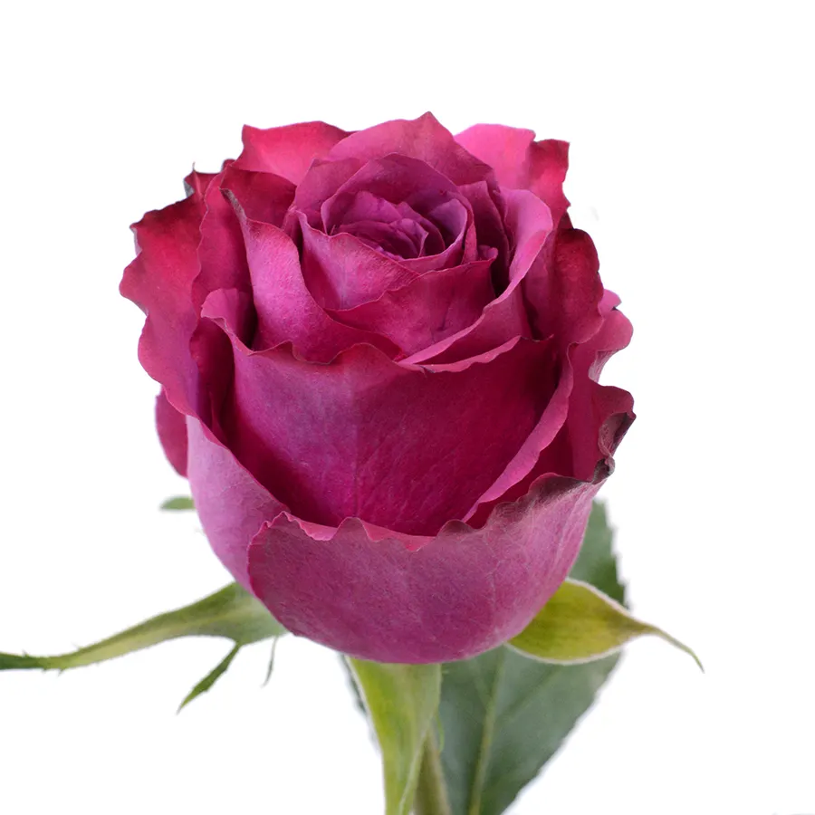 สดใหม่เคนยาดอกไม้ตัดสดสีฟ้าเบอร์รี่สีม่วง Rose สีม่วง Rose หัวขนาดใหญ่ 50 ซม.ก้านขายส่งขายปลีกสดตัดกุหลาบ