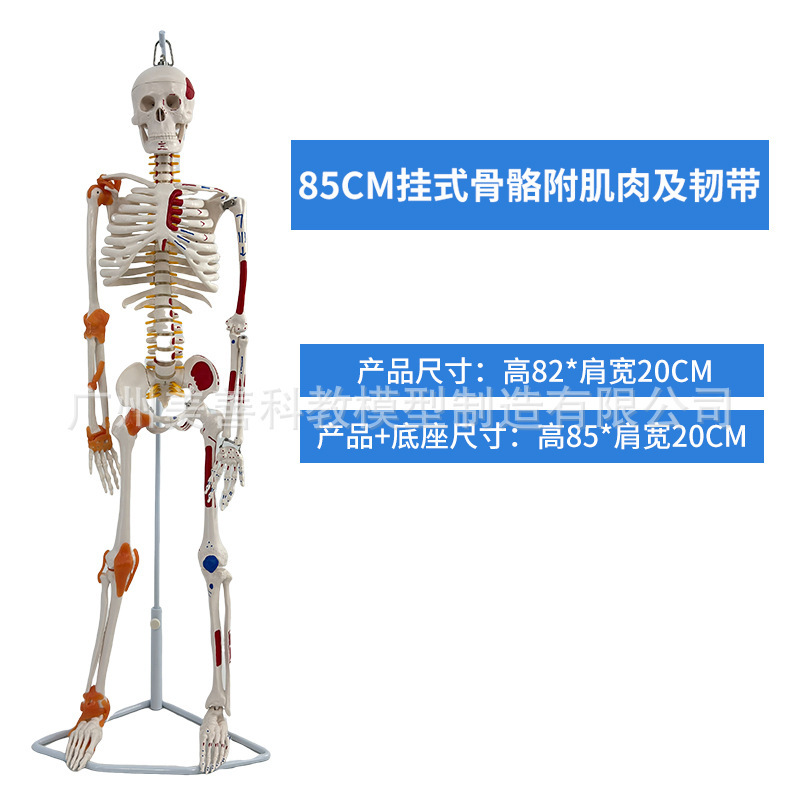 85cm suspended skeleton with ligaments and pigmentation