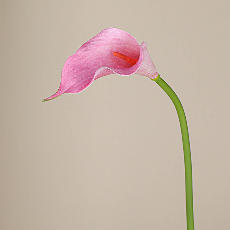rose profond