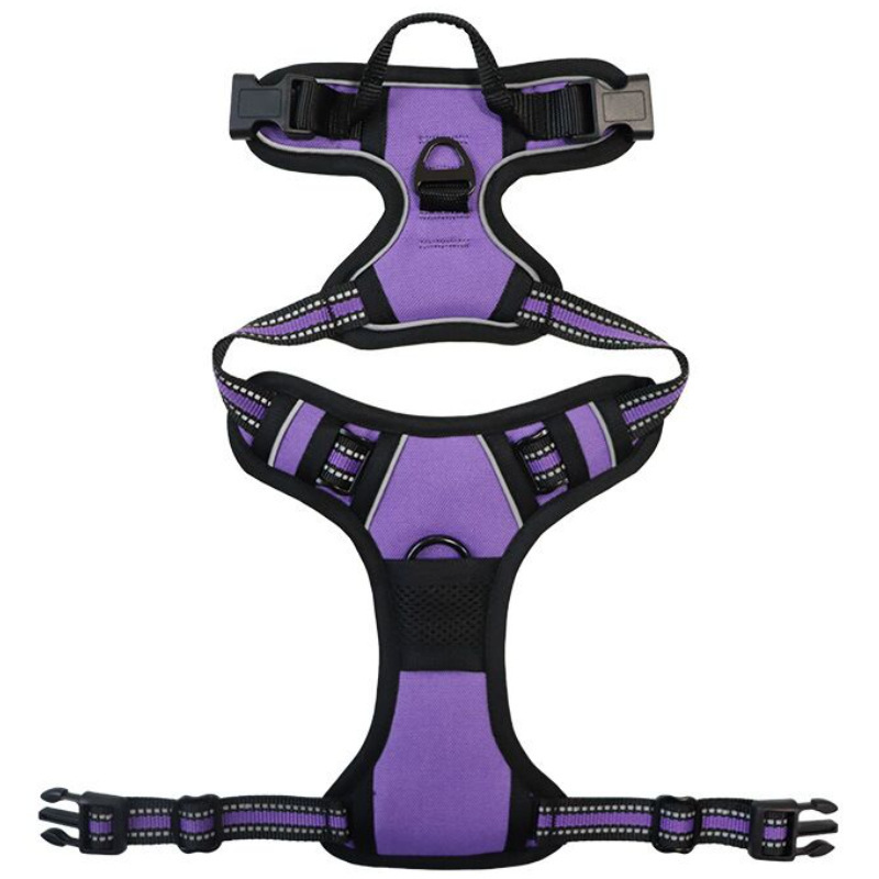 Viola