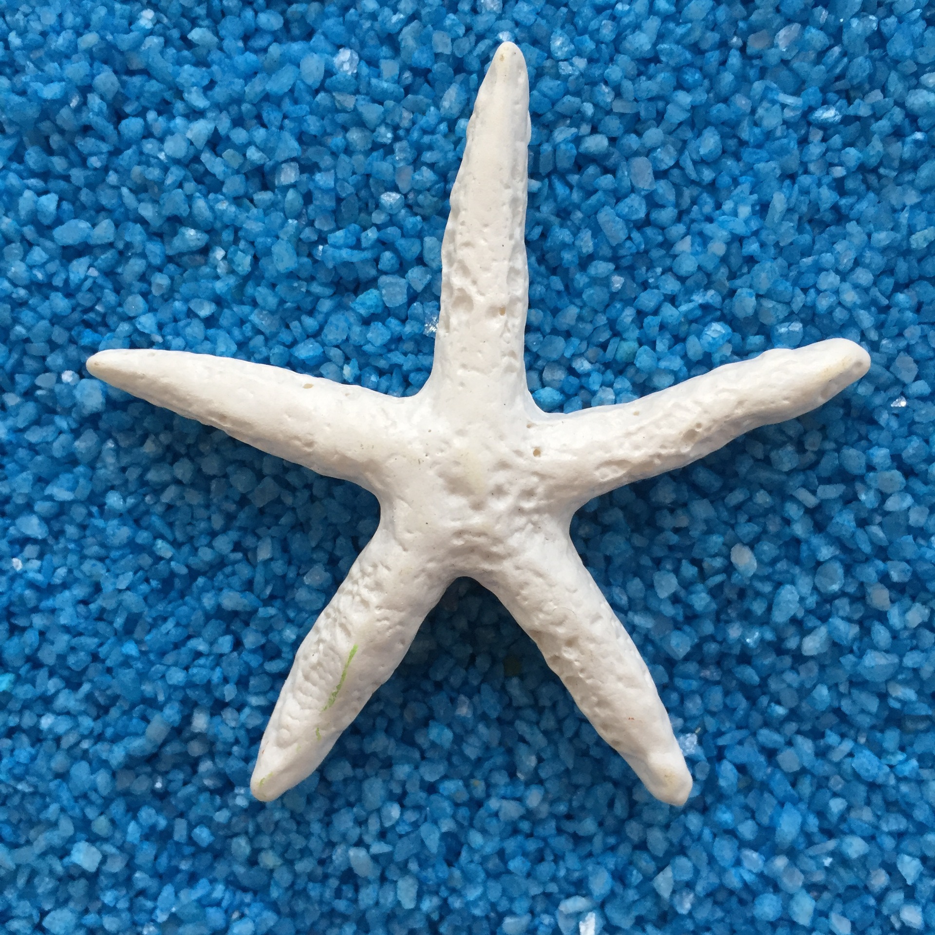 Stella marina 5,5 cm