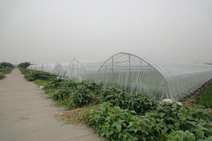 Agricultural Greenhouses Anti-bird <strong>Net</strong> Anti-insect <strong>Net</strong> Protective <strong>Cover</strong> Fruit <strong>Tree</strong> Anti-bird <strong>Net</strong> Customized - Product Image 6