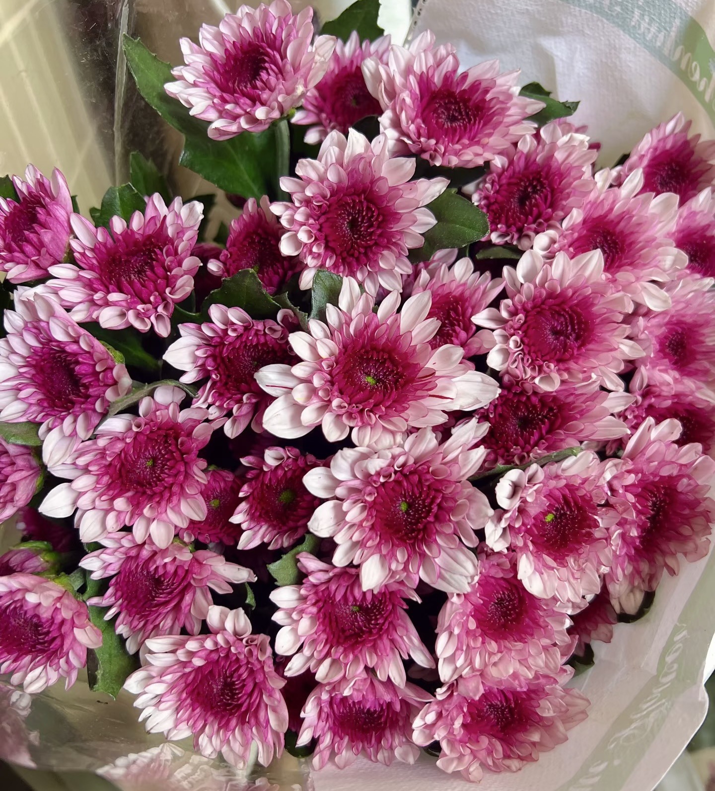 Pink dante 10
