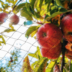 <strong>Excellent</strong> Quality HDPE Bird Trap <strong>Net</strong> White Anti-Birds Netting for Fruit &amp; Vegetable Protection Custom Cutting Service