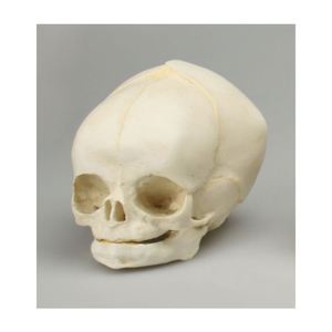 Kyrenmed mô hình sọ thai nhi Mô hình giải phẫu sọ y tế thai nhi <span class=keywords><strong>40</strong></span> Tuần Mô Hình Bộ Xương modelo de craneo thai nhi - Product Image 1