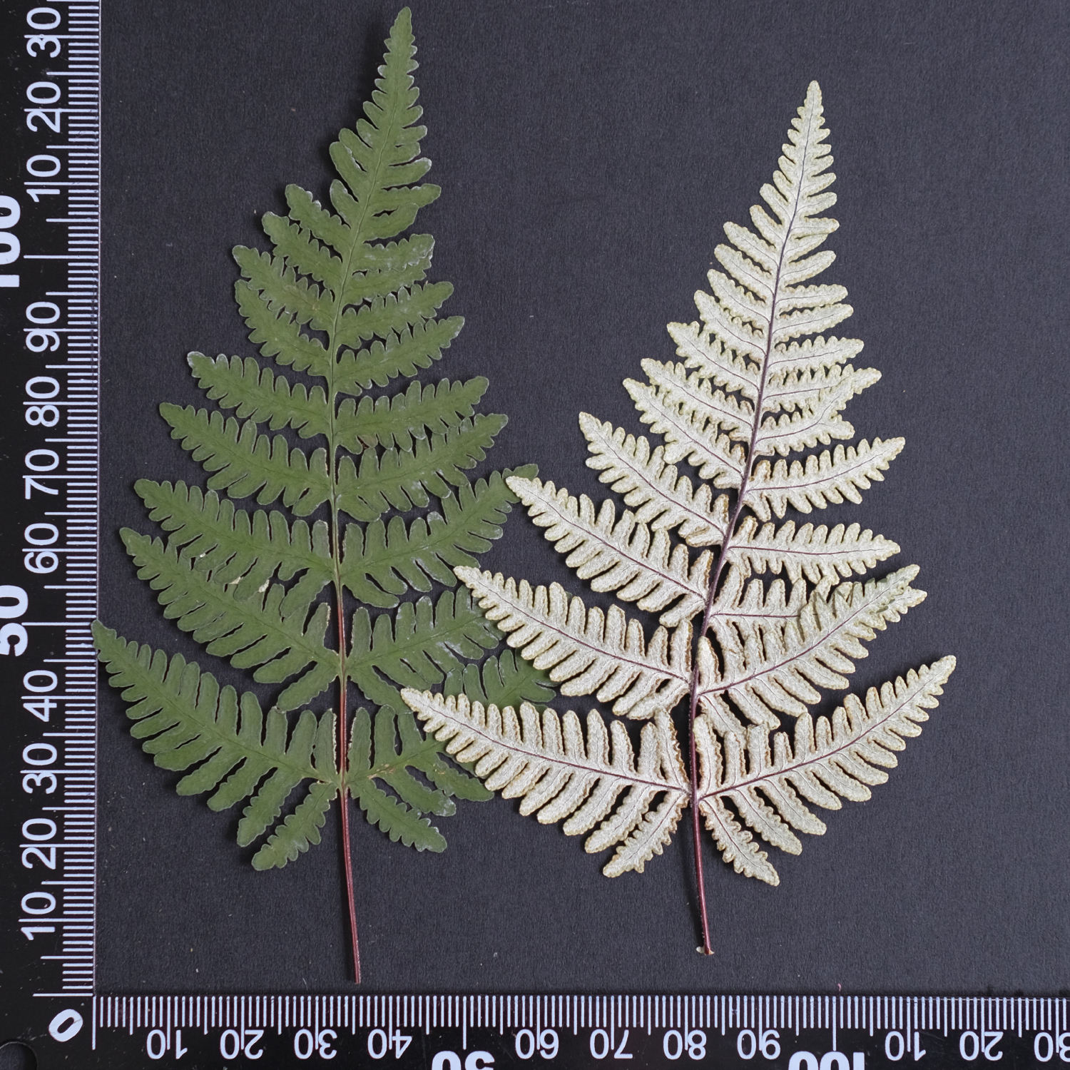 MH688 Cape argentée Fougère 10-15cm vert 6pcs