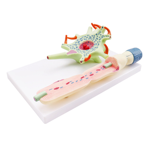 解剖学的ヒトニューロンモデル生物学デザイン機能タイプ - Product Image 1