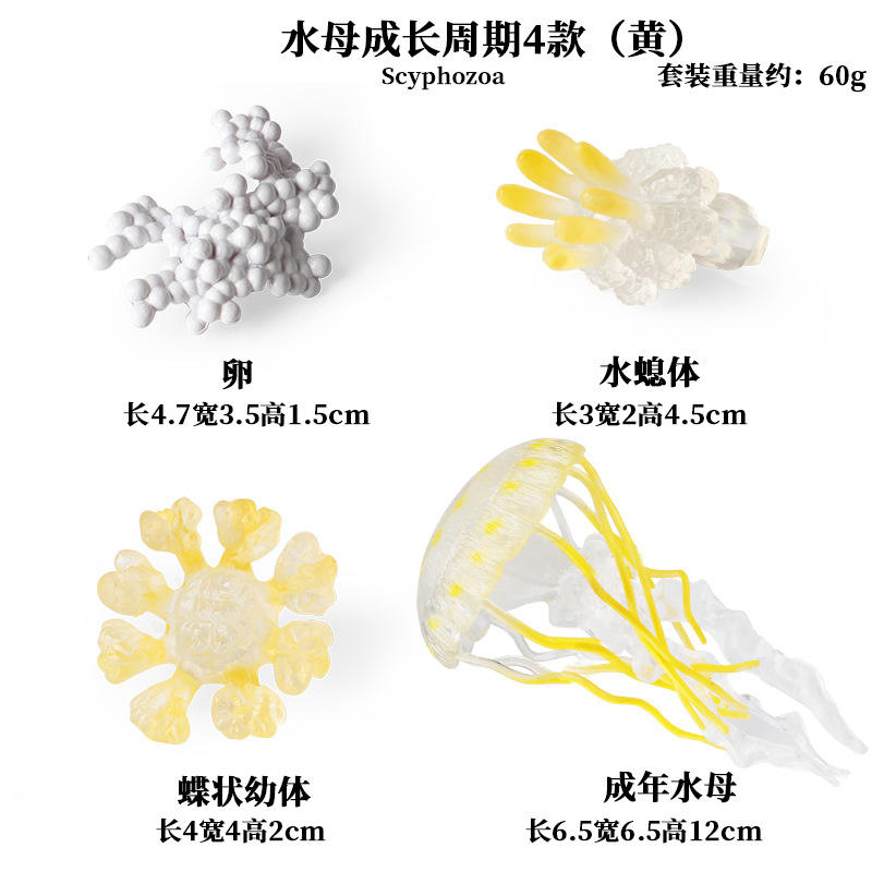 3402 Amarillo medusas Ciclo de Crecimiento (4 sets)