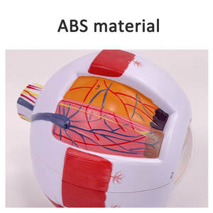 SCIEDU İnsan göz küresi modeli 6 kez büyütülmüş göz küresi modeli Otorhinolaryngology göz yapısı İnsan anatomisi Model beyin - Product Image 6