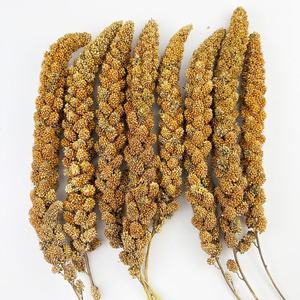 Toptan yeni hasat kurutulmuş tahıl püskül kulaklar darı bütün sarı kırmızı darı sprey için kuş yemi papağan