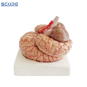 SC-A1049 Human Brain Cerebrovascular Cerebroarterial <strong>Nerve</strong> Artery Anatomical Model Brain Model with Artery and <strong>Nerve</strong> - Product Image 2