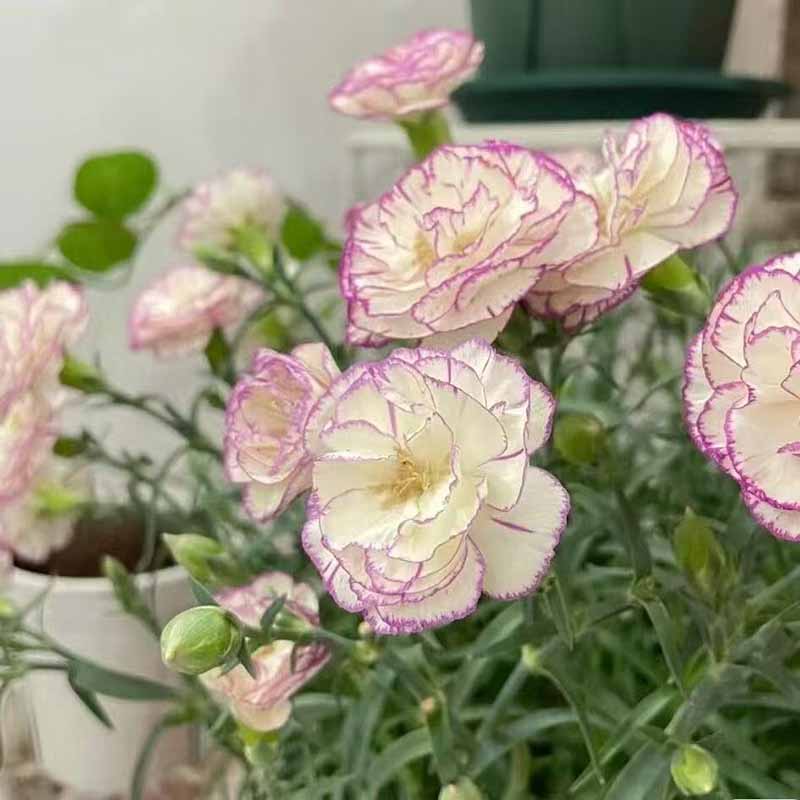 4# คาร์เนชั่น-ความสุข