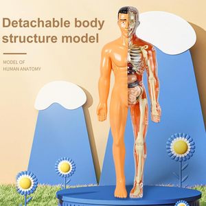 Kids Anatomy Toys Interactive <strong>Human</strong> Body Model DIY Assembled <strong>Human</strong> Torso Organ Model for Kids Children Learning Science Anatomy - Product Image 4