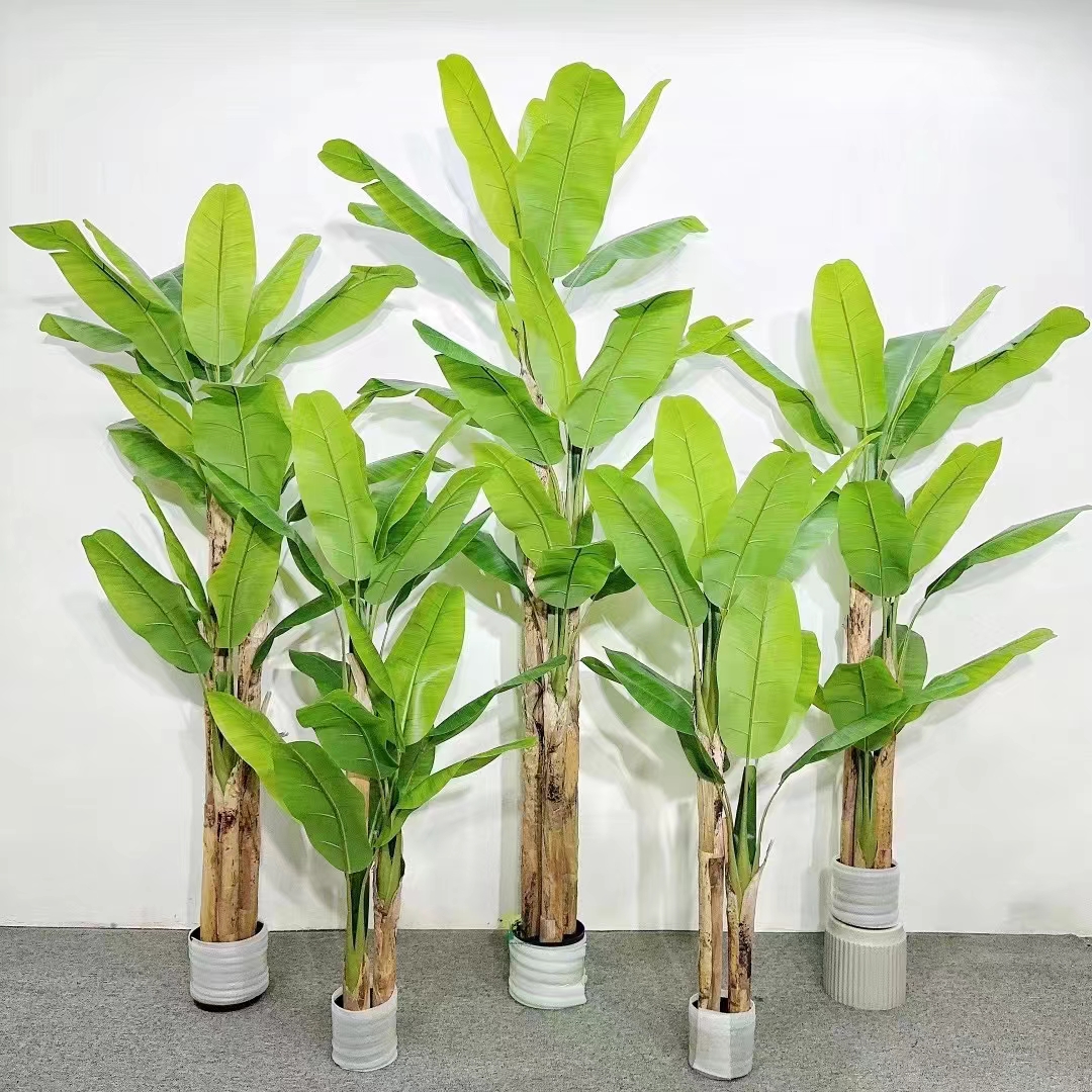 Arbre banane