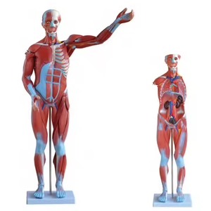 Medical <strong>Human</strong> Muscle Structure Tissue and Internal Organs Anatomical Model