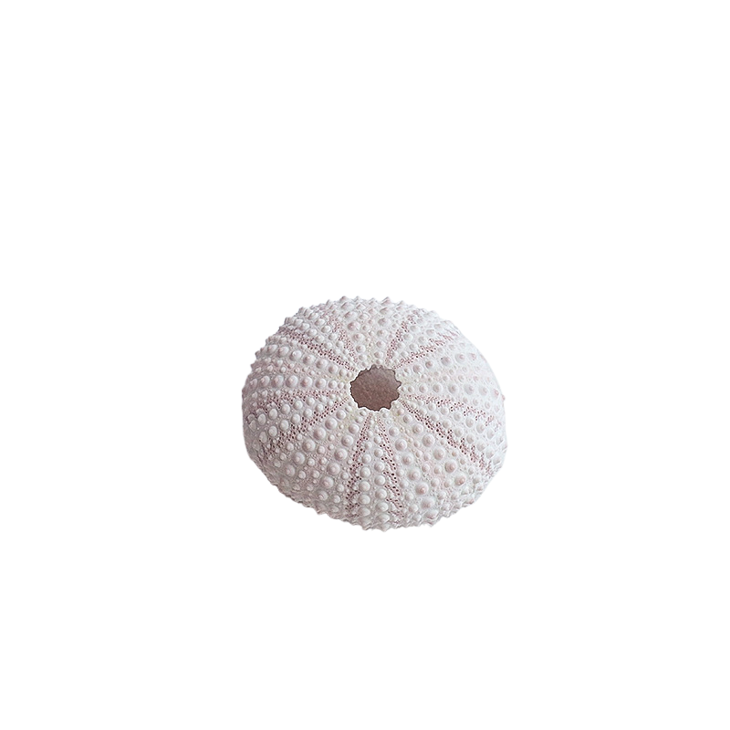 Riccio di mare colorato, piccolo, rosa e bianco, 3-4 cm