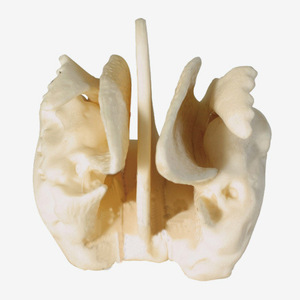 Equipo de enseñanza etmoidal para agrandar la ciencia médica, instrumento científico, modelo de simulación de modelo óseo de disección - Product Image 5