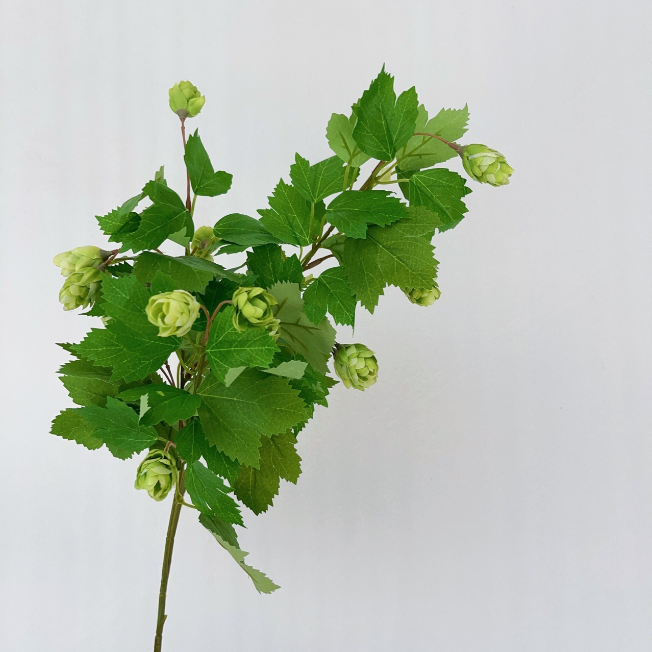 Houblon vert Lupulus