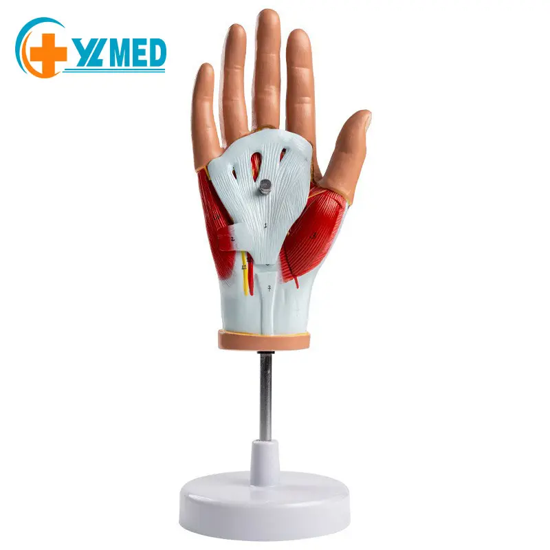 Medical school Teaching equipment Medical hand neurovascular anatomy model show Human hand muscle finger anatomical model