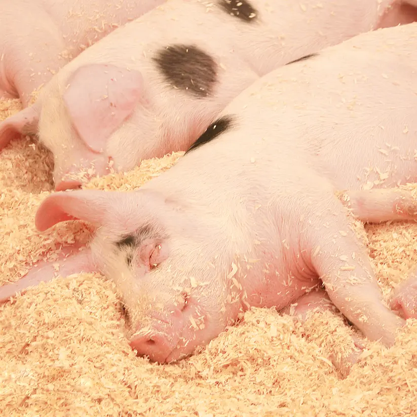Быстрое усиление веса, прямые поставки от производителя, премикс для стимулирования роста свиней, кормовая добавка для откорма свиней