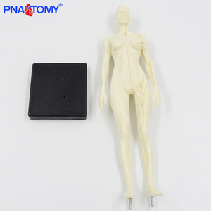 30センチメートルMuscular Figure Female Anatomy Model Human Muscle Model Medical Science Anatomical Model Anatomical Demonstration Picture - Product Image 5