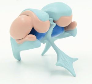 Kyrenmed mô hình hạt nhân cơ bản não người não thất não & Mô hình hạt nhân cơ bản - Product Image 1