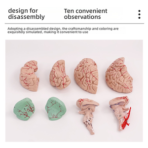 Modello completo di anatomia del cervello per la struttura del tronco cerebrale del cervello del dipartimento di neurologia dell'arteria cerebrale per la formazione medica - Product Image 5