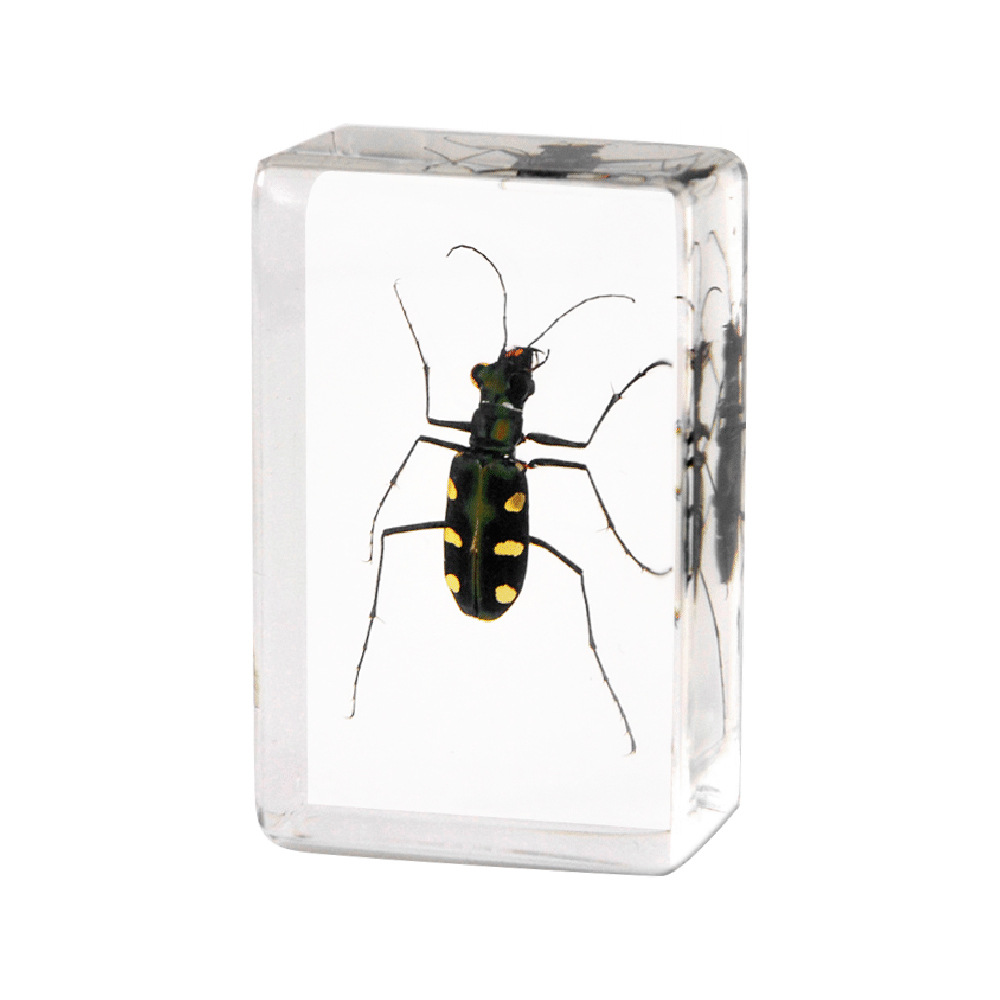 4.5 cm small size-golden spotted tiger beetle