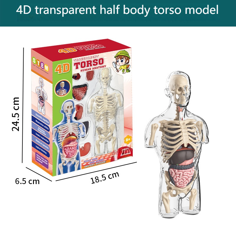 Modèle d'organe humain demi-corps transparent