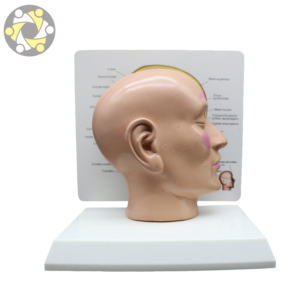 Sectioned Kopf und Gesicht Anatomie Lehre Gehirn Kopf Modell - Product Image 4