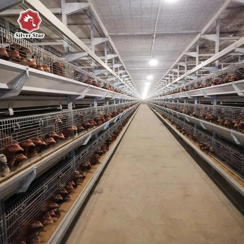 Henan fabricante de gaiola de frango, estrela, fazenda, camada de galinha