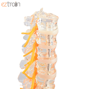 Sakrum, Spinal sinirler ve herniasyon diski ile insan omurga modeli insan lomber omurga modeli temizleyin - Product Image 2
