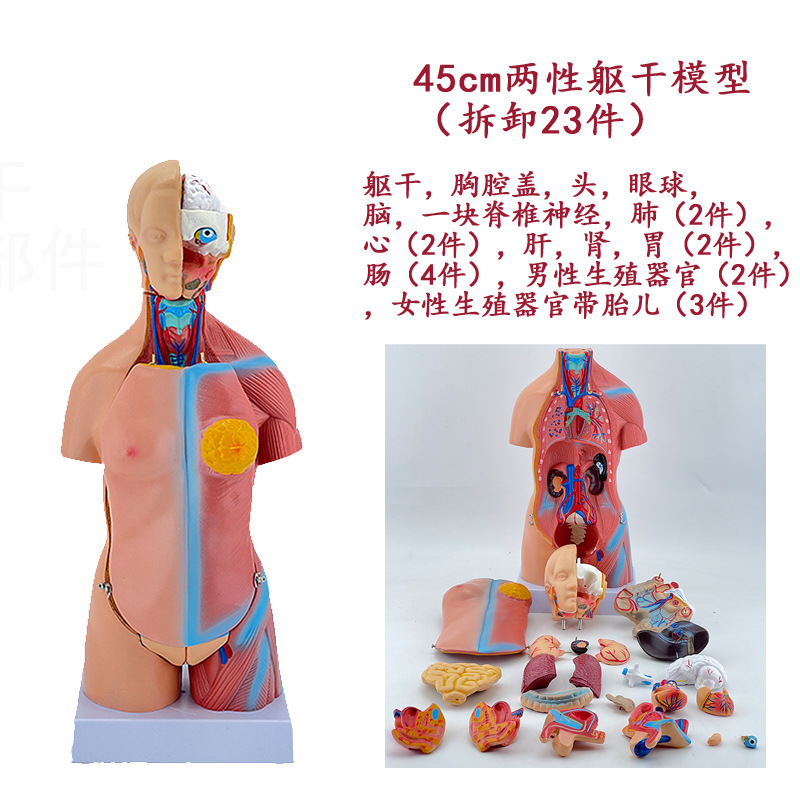 Torso hermaphrodite de 45 cm, 23 pièces détachables