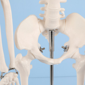 2025 New KRC <strong>Human</strong> Body Model 85cm Model - Product Image 6