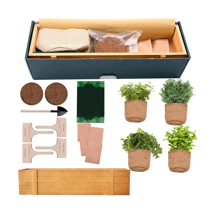 Starter kit da giardino bonsai naturale fai-da-te Kit di coltivazione di piante di erbe per la decorazione di interni per bambini