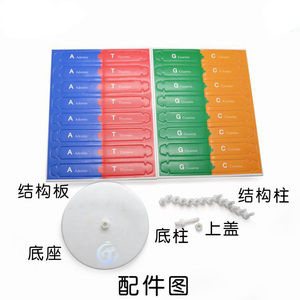 Gelsonlab HSTM-079 DIY DNA Model seti çift sarmal yapı eğitim ekipmanları öğretim için - Product Image 5
