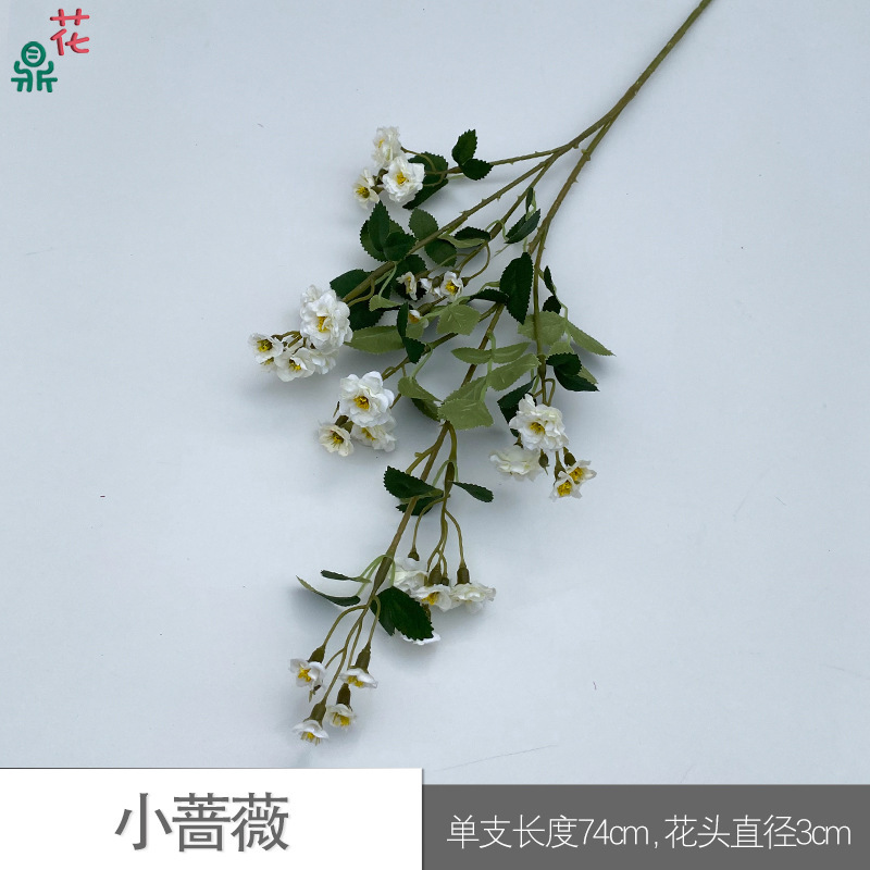 Little Rose SCN White