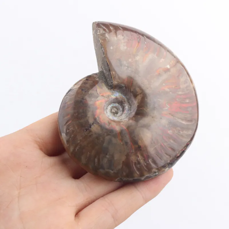Fossile naturel de conque de fossiles d'ammonite