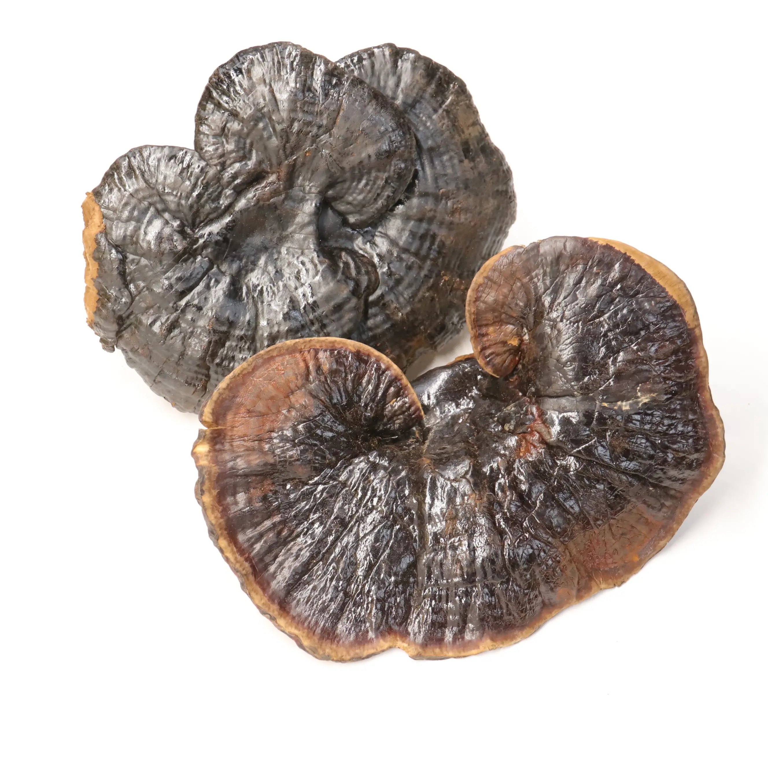 Premium toplu saf siyah Ganoderma lucidum organik Reishi özü Reishi mantarı özü