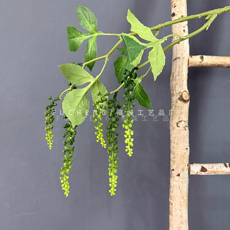 Phytolacca