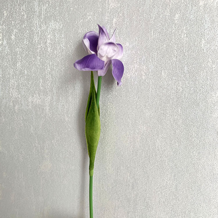 Pourpre