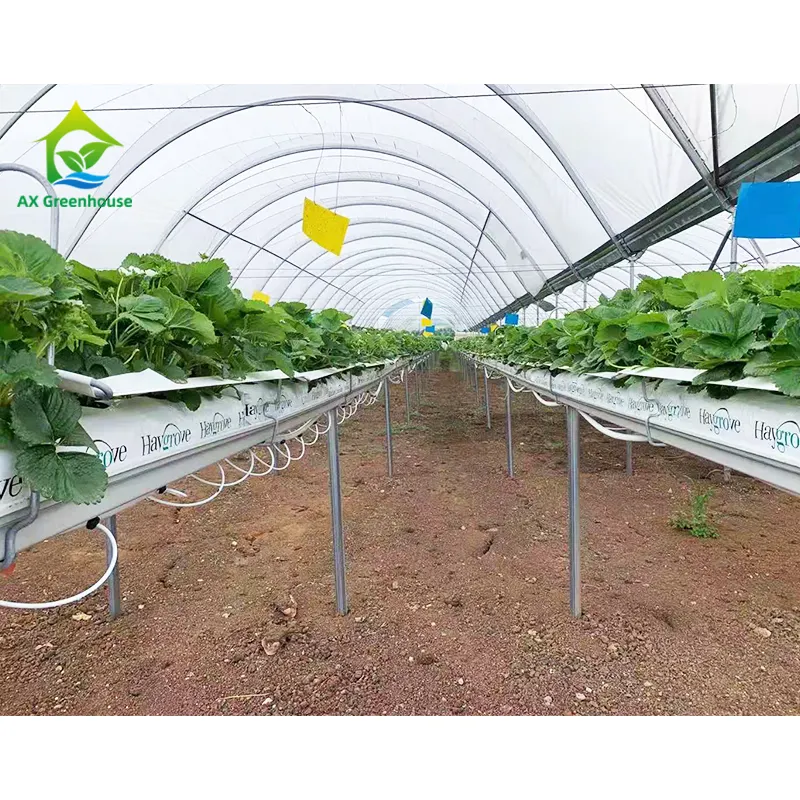 Estufa de grande túnel multi-span para plantio de tomate agrícola preço de fábrica para morango