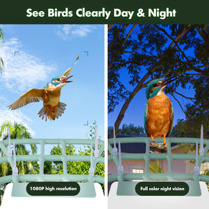 Vogel liefert solar betriebene Aufladung im Freien AI-Ident ified Species Recognition Pet Bowls & Feeder Smart Bird Feeder mit Kamera