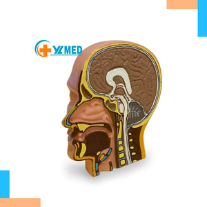 Mô hình giảng dạy y tế Mô hình giải phẫu não liên tục y tế Mô hình giải phẫu sagittal đầu người - Product Image 1