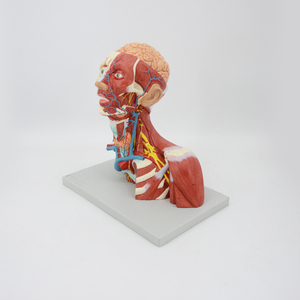 Muscoli della testa del viso umano struttura superficiale del collo cervello modello anatomico materiale didattico scienze mediche insegnare - Product Image 3