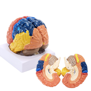 Tıbbi model için anatomik 6 kez yaşam boyutu insan gözü modeli - Product Image 2