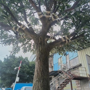 Özelleştirilmiş boyutu ve şekli doğal görünüyor kurulumu kolay büyük sahte bitkiler yeşil ağaç yapay zeytin ağacı kapalı ev otel için - Product Image 2