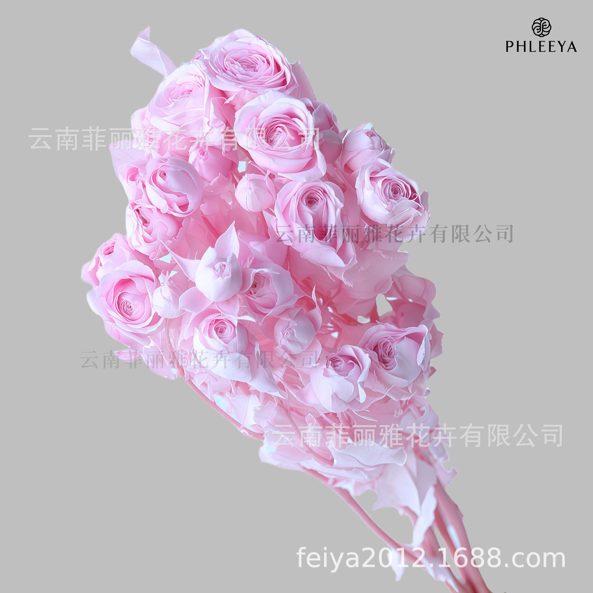 Rose tendre